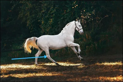 Quelle est cette partie du cheval ?