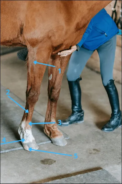 Quelles sont ces parties des antérieurs des chevaux ?