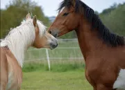 Test Es-tu fait pour avoir un cheval ?