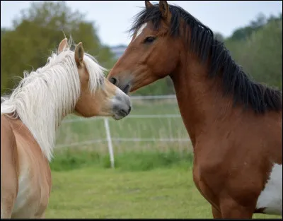 Aimes-tu les chevaux ?