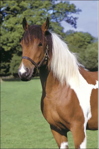 Et enfin, quel niveau déquitation as-tu ?