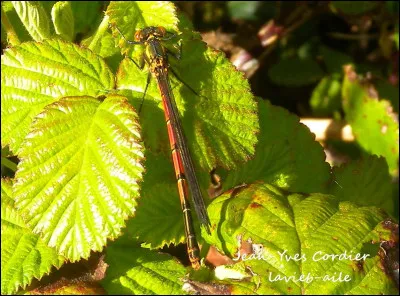 Quel(s) clan(s) possède(nt) du venin ?
