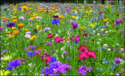 Aimes-tu les fleurs ?