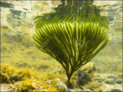 Veux-tu qu'il y ait de l'eau sur ton fond d'&eacute;cran ?