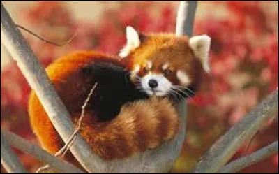 Combien d'espèces de pandas roux existe-t-il ?