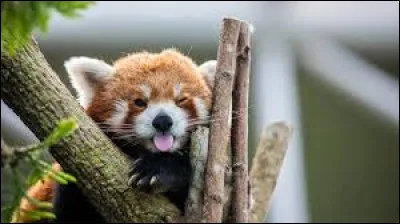 Les pandas roux sont :