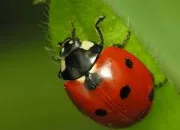 Quiz Les coccinelles !