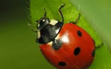 Quiz Animaux