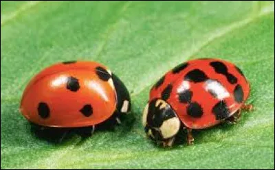 Comment s'appelle un éleveur de coccinelles ?