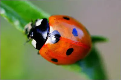 Combien de petites coccinelles une femelle peut-elle avoir par portée ?