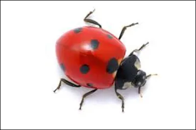 Quel type de coccinelle n'existe pas ?