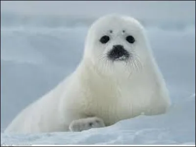 Quel est l'autre nom du phoque ?