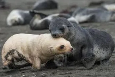 Lequel de ces animaux est un prédateur du phoque ?