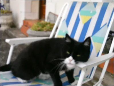 En moyenne, combien d'heures dort un chat par jour ?