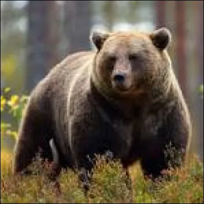 En 1967, "the bare necessities" est une des chansons les plus connues d'un film d'animation des studios Disney. Lequel ?