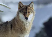 Quiz Quiz super facile sur le loup !