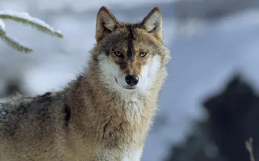 Quiz Loups
