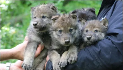 Comment s'appelle le bébé du loup ?