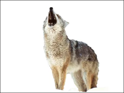 Les loups font partie de la famille des poissons.