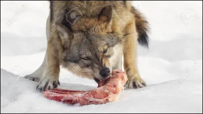 Vrai ou faux ? Les loups mangent de la viande.