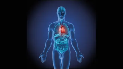 Quel est le nom scientifique de la pointe du ventricule gauche du cur ?