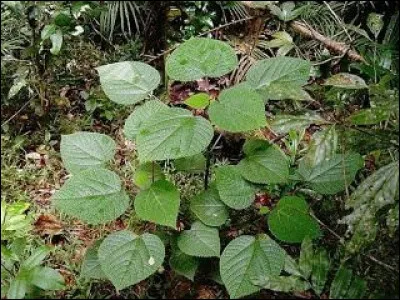 Quelle est la particularité de la Gympie Gympie ?