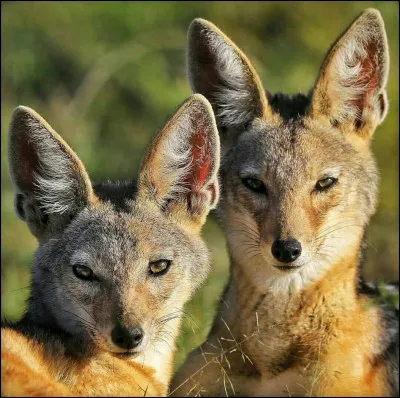 Quel canidé d'Asie et d'Afrique tire son nom d'un mot sanskrit signifiant "hurleur" ?