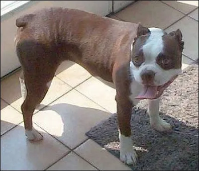 Quelle est cette race ?