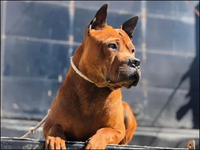 Quelle est cette race ?