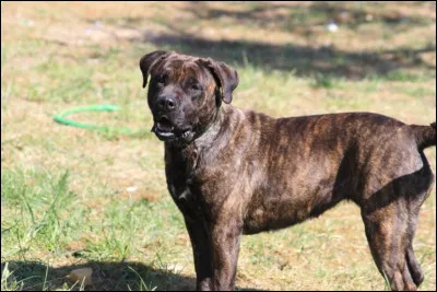 Quelle est cette race ?