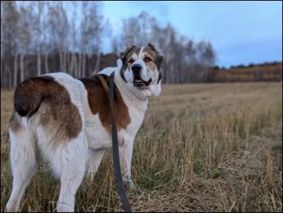 Quelle est cette race ?