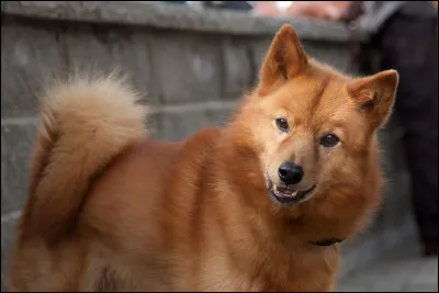 Quelle est cette race ?