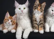 Quiz Les races de chats