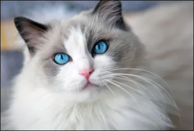 Quelle est la race de ce chat (commençons par une question simple...) ?