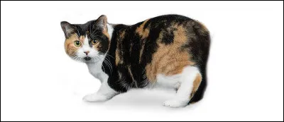 Quelle est la race de ce chat ?