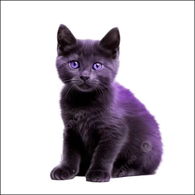 Ce chat a-t-il un pedigree ?