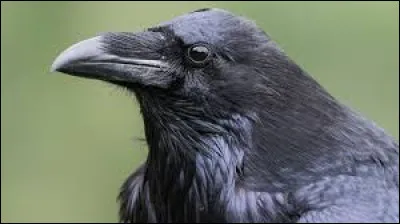 Quel mot crie souvent le corbeau de la reine Islanzadi ?