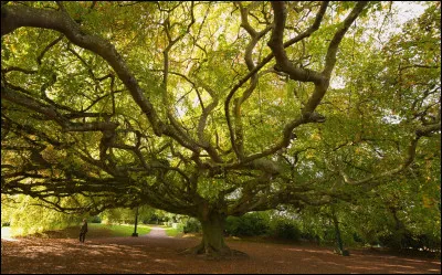 Veux-tu qu'il y ait des arbres ?