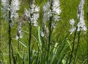 Quiz Quiz fleurs des montagnes