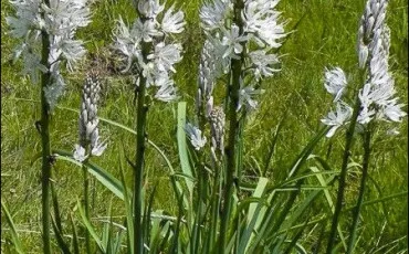 Quiz Fleurs