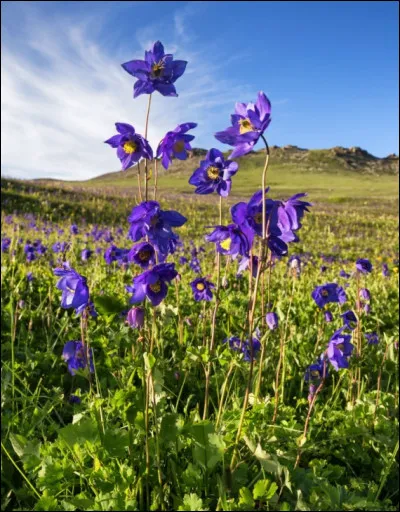 Quelle est cette plante ?
note : pousse au pied de rhododendrons, entre les éboulis d'un pierrier. Peu fréquente.