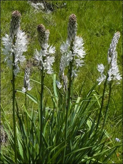 Quelle est cette fleur ? 
Note : tubercules comestibles, proche de l'amidon.