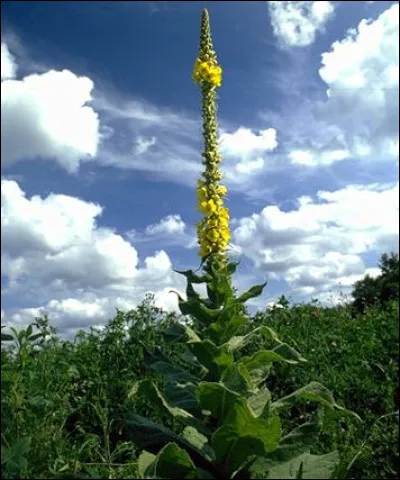 Quelle est cette belle fleur ?