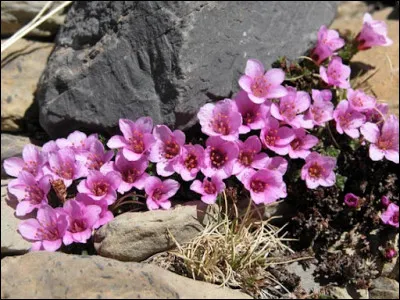 Quelle est cette plante ?