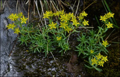 Quelle est cette plante ? 
Note : le papillon "petit apollon" pond ses oeufs uniquement sur cette plante.