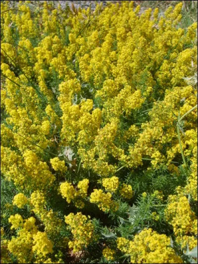 Quelle est cette plante ? 
Note : feuilles semblables à du romarin. Fleurs odorantes.