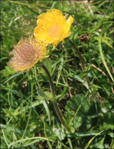 Quelle est cette plante ?