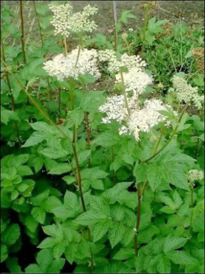 Quelle est cette plante ?
Note : aime les lieux humides (rivières, marécages, bois et prairies humides).