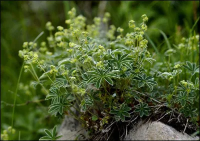 Quelle est cette plante ?
Note : proche parente des potentilles et des fraisiers. Pas de pollinisateur. Apogamie.