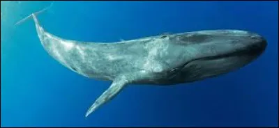 Le saviez-vous ? En anglais, le mot « Whale » se traduit par « baleine ».